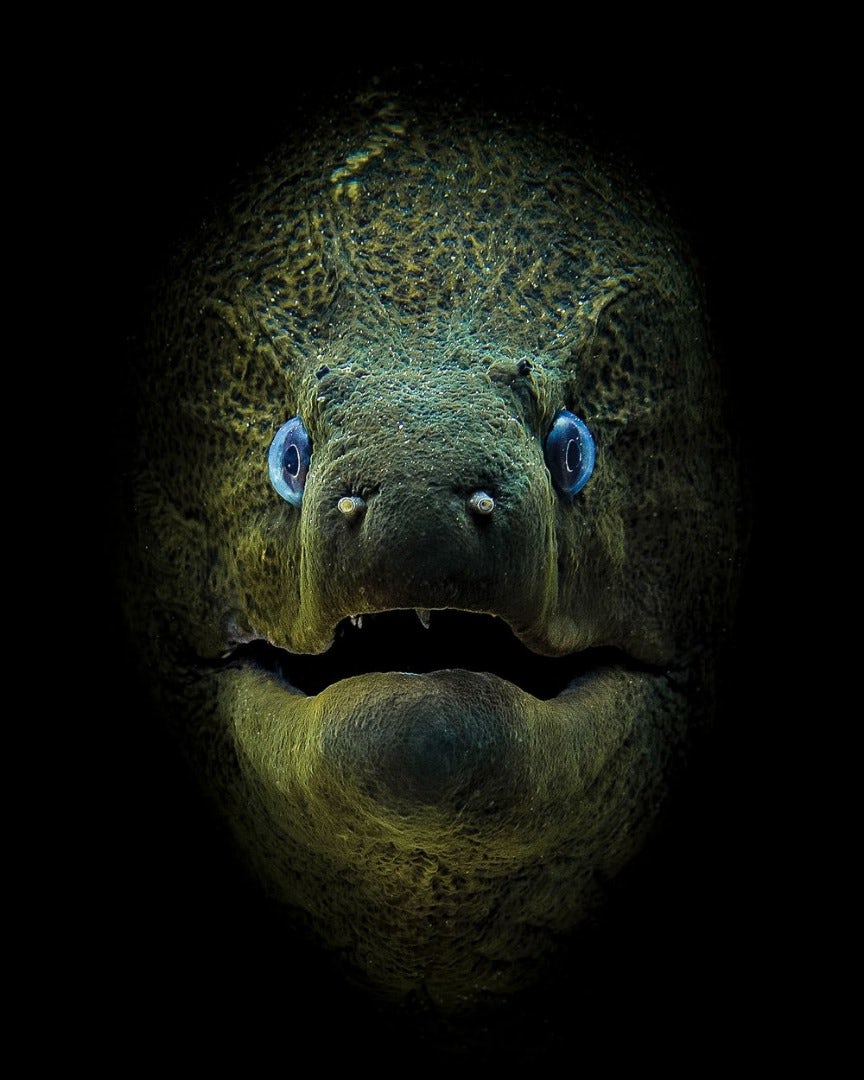 بهترین عکس های دنیای زیر آب 2018 در مسابقه عکاسی از نگاه لنز دوربین شما
