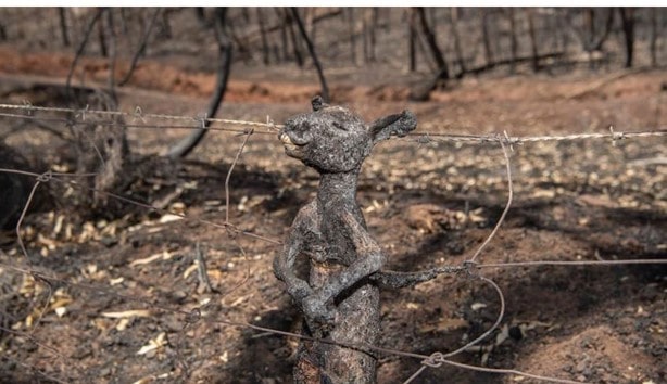  آتش سوزی استرالیا