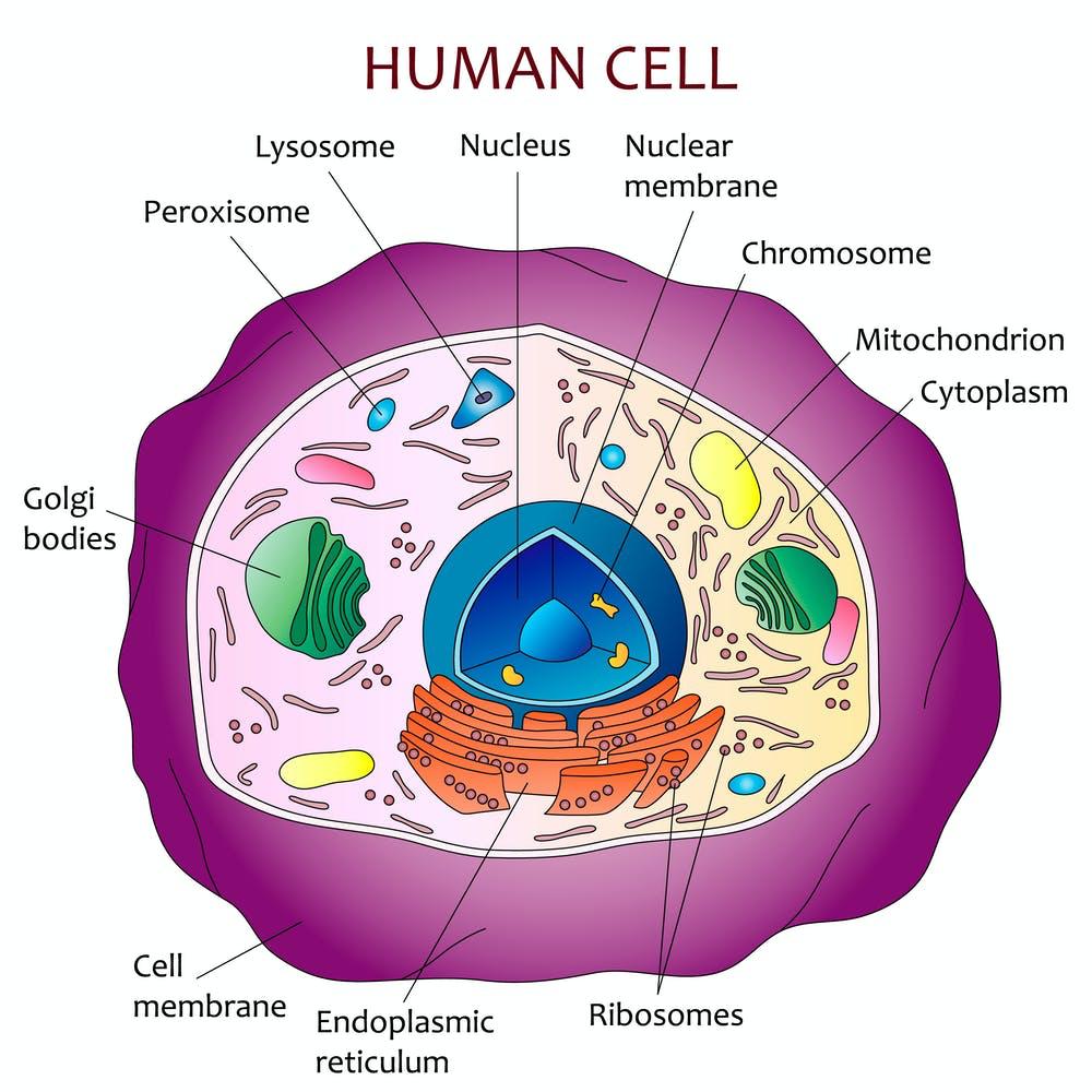 ساختار سلول های انسان |  تاثیر ژن ها بر زندگی انسان